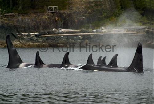Photo: 
killer whale family