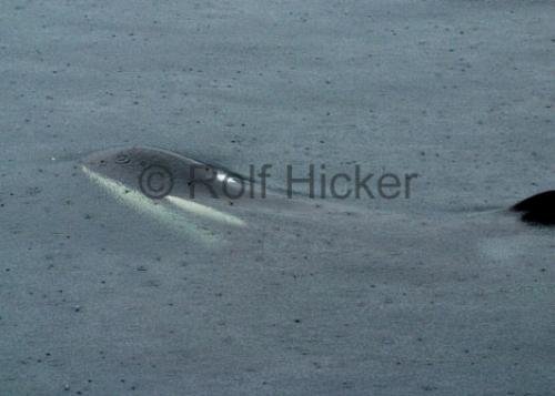 Photo: 
killer-whales CRW 8709