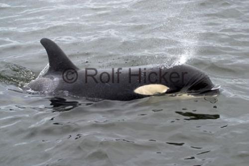 Photo: 
Springer Orca Whale