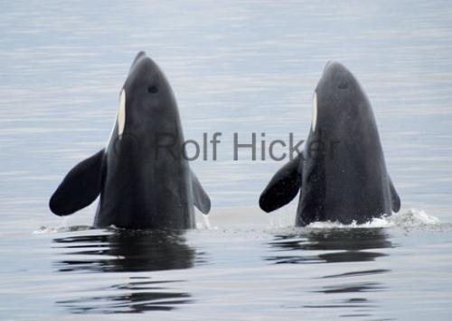 Photo: 
Double Spyhop Killer Whales