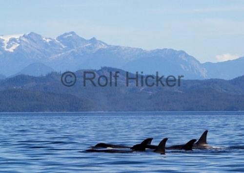 Photo: 
Killer Whales with landscape