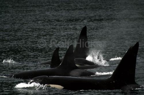 Photo: 
orcas killer whales