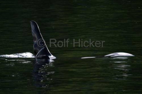Photo: 
male orca whale