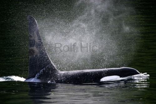 Photo: 
Killer Whale Photos mist