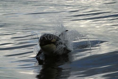 Photo: 
surfing killer whale baby