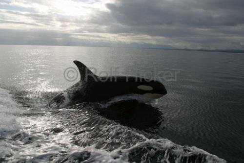 Photo: 
killer whale queen charlotte strait