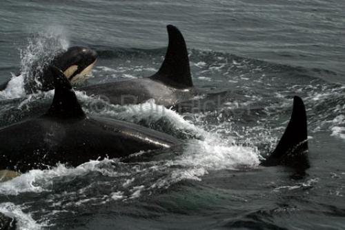 Photo: 
killer-whales IMG 9344