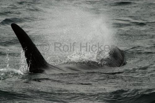 Photo: 
killer-whales IMG 9472
