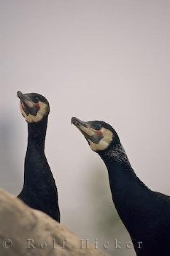 Photo: 
L Oceanografic Birds