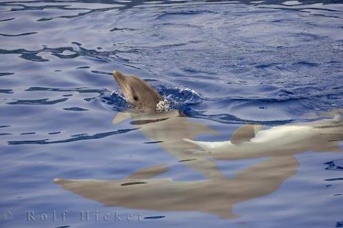 Photo: 
L Oceanografic Dolphins