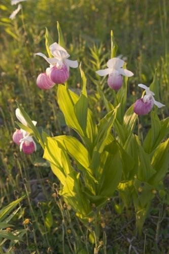 Photo: 
Ladyslipper Flower