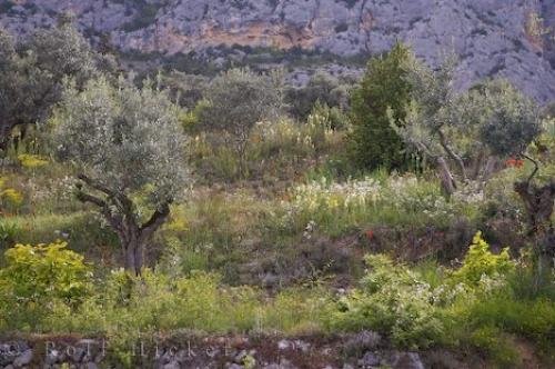 Photo: 
Landscape Terraced Walls Provence
