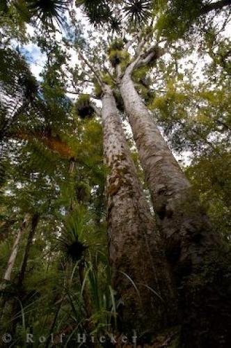 Photo: 
Large Kauri Trees North Island New Zealand