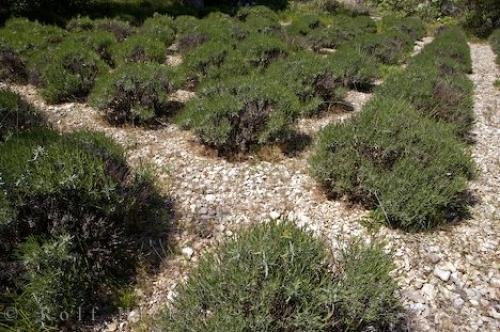 Photo: 
Lavender Bush France Gardens