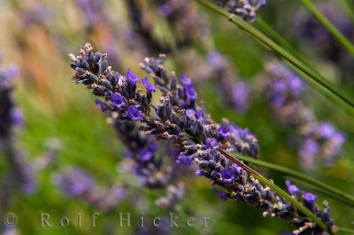 Photo: 
Lavender Plant Flowers