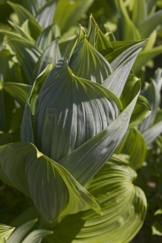 Photo: 
Leafy Plant Alaska