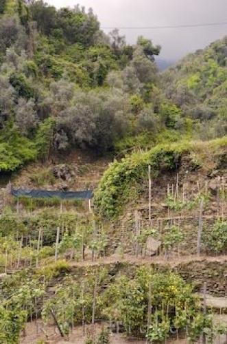 Photo: 
Lemon Trees Vines Vernazza Cliffs Liguria Italy