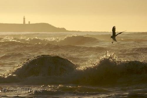 Photo: 
lighthouse photo
