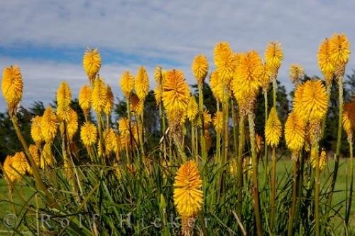Photo: 
Torch Lily Flowers