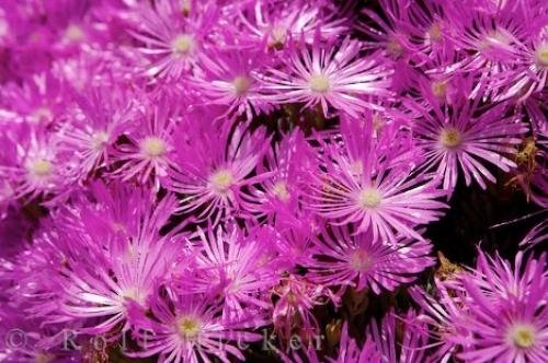 Photo: 
Livingstone Daisy Flower Picture