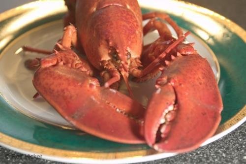 Photo: 
Lobster Picture