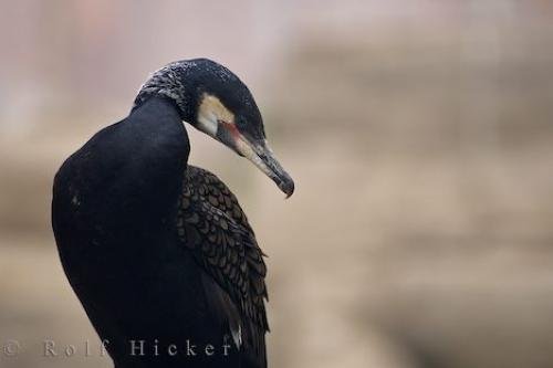 Photo: 
LOceanografic Cormorant Bird