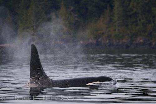 Photo of a lonely male Orca making his way through the calm waters off Northern Vancouver Island, Canada. Photo: 
Lonely Male Orca Northern Vancouver Island