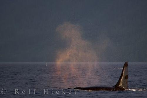 Photo: 
Lonely Male Northern Vancouver Island