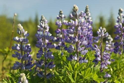 Photo: 
Lupine Plants