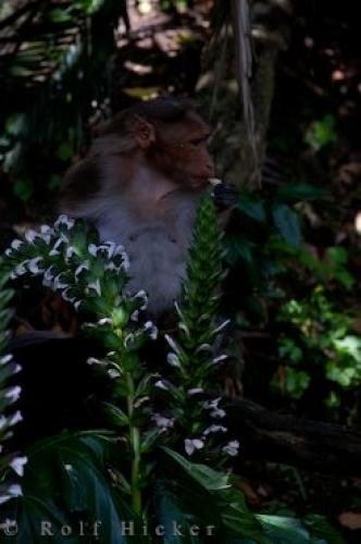 Photo: 
Macaca Radiata Picture