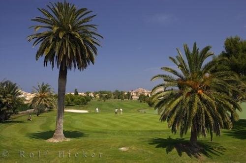 Photo: 
Manicured Golf Greens Oliva Nova Valencia Spain