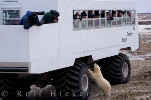 Photo: 
Manitoba Polar Bear Tundra Buggy Tours