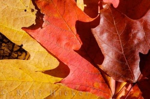 Photo: 
Fall Shades Maple Leaves