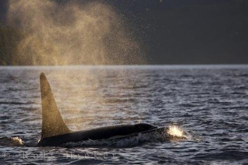Photo of the beauty of a marine mammal in the waters off Northern Vancouver Island in British Columbia, Canada. Photo: 
Marine Mammal Beauty British Columbia Waters