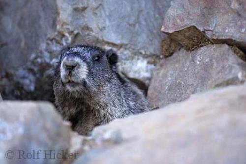 Photo: 
Marmot