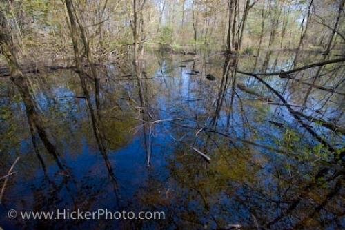 Photo: 
Marshland Forest Trees Nature Wilderness Reflections