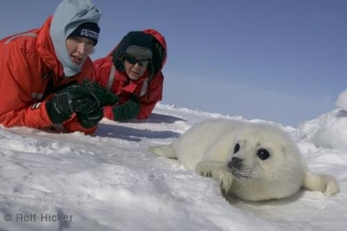Photo: 
Heather And Paul McCartney White Seal