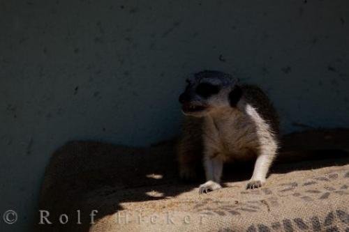Photo: 
Meerkat Animal picture