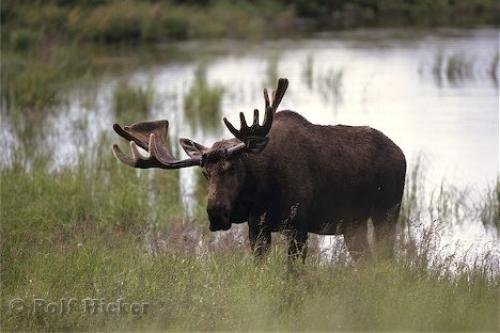 Photo: 
Moose Alaska