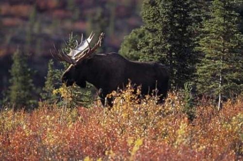 Photo: 
Moose Pictures
