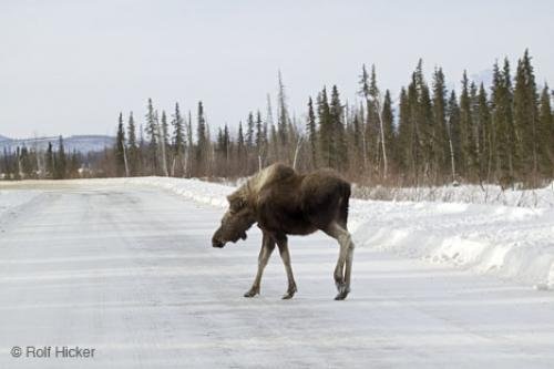 Photo: 
moose road