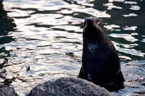 Photo: 
Mother Fur Seal Cape Palliser Seal Colony NZ