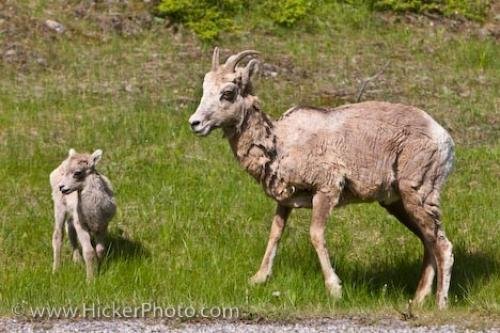 Photo: 
Mountain Animals Bighorn Sheep Lake Banff National Park Alberta