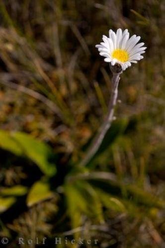 Photo: 
Mountain Daisy Flower Mt Ruapehu