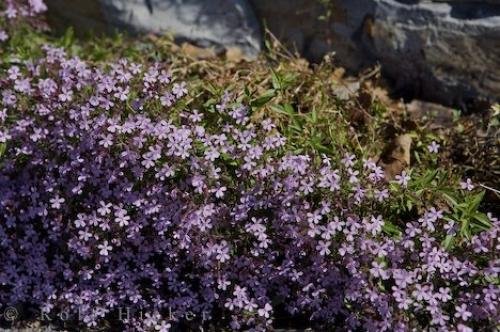 Photo: 
Mountain Wildflowers Alpes Maritimes Provence