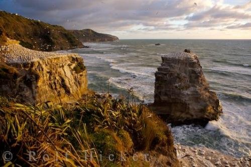 Photo: 
Muriwai Beach Gannet Colony New Zealand