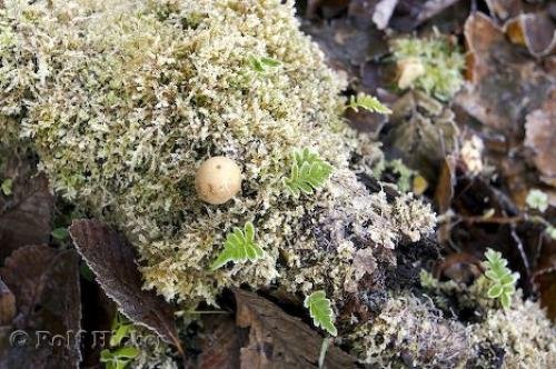 Photo: 
mushroom photo