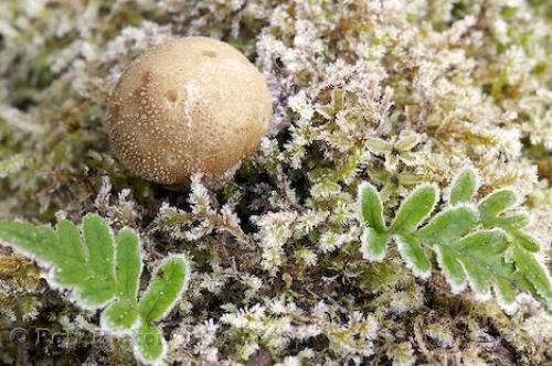 Photo: 
Mushroom Picture