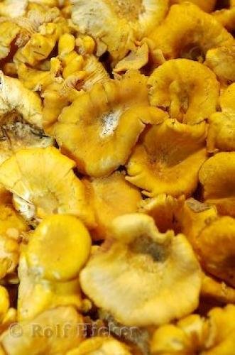 Photo: 
Mushrooms