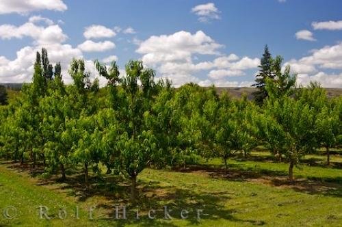 Photo: 
Nectarine Trees Central Otago